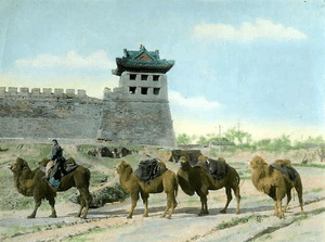 Business Espionage - China Camels